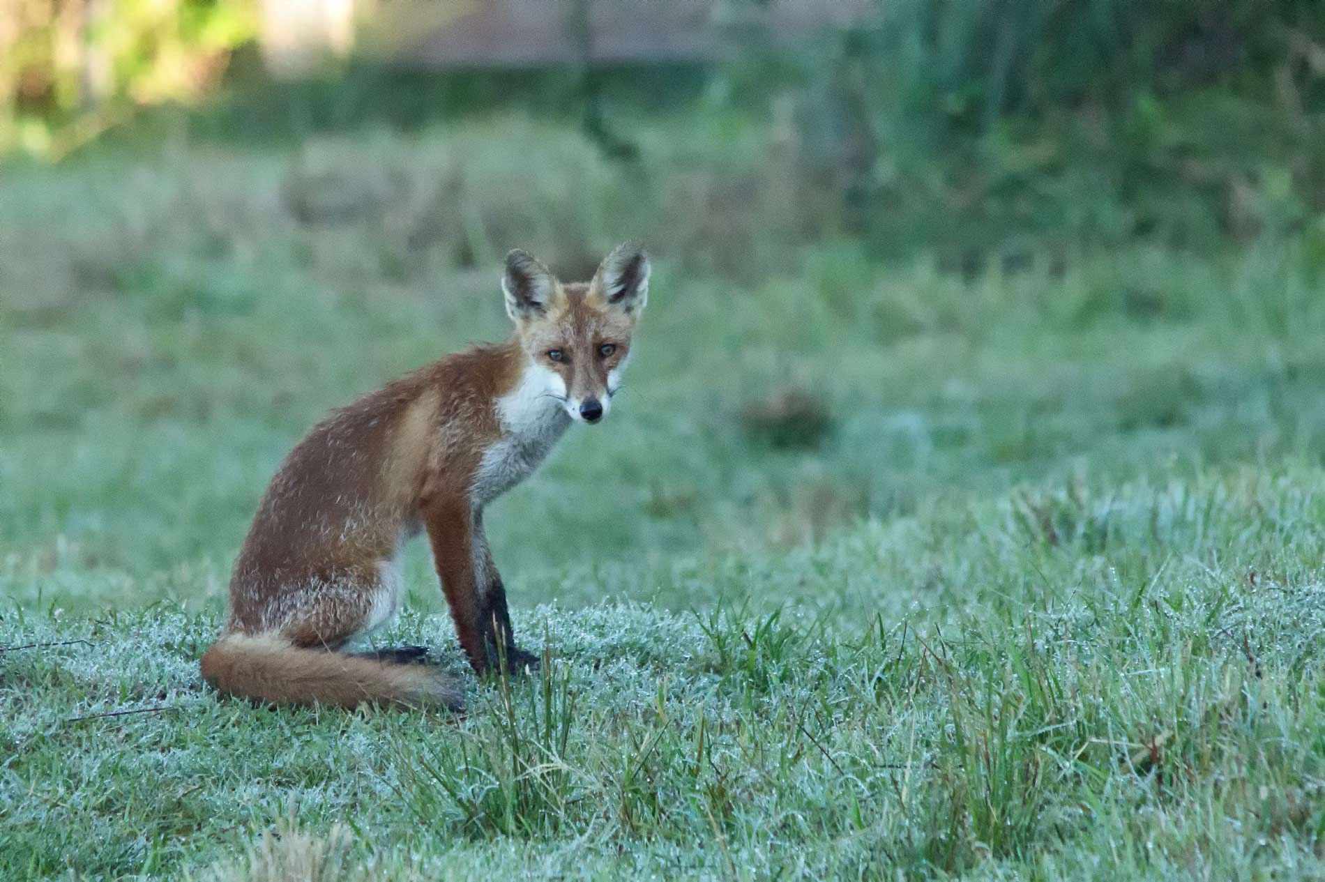 Giovane Volpacchiotto.